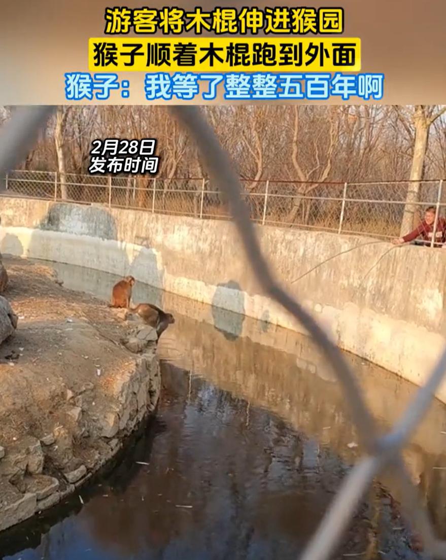 “有些人就是不能吃得太饱！”一男子逛动物园时用木棍逗猴子，不料，猴子顺着男子递过