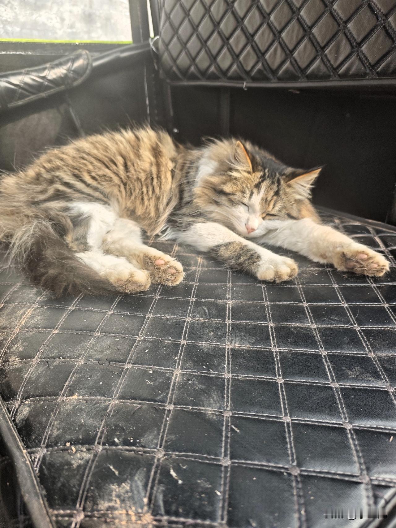 我家小猫咪也太治愈了吧！往那儿一趴，眼睛圆溜溜的，软乎乎一小团，心都要化了。