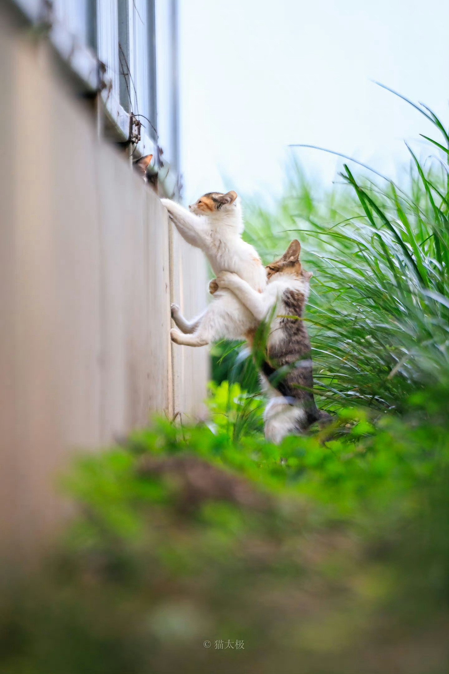 你的小猫正在越狱