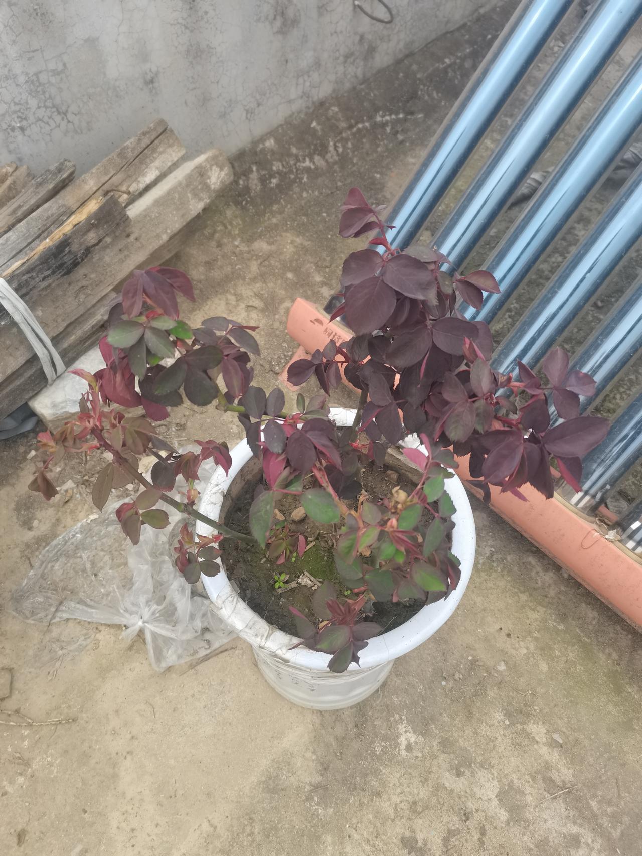 扦插一周的月季，今年会不会带给我惊喜？期待中。