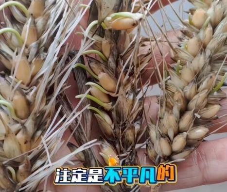 “割四赔五”这事儿，襄阳算是彻底栽了。5月下旬连下大雨，因为个别农户瞎搞把外地麦