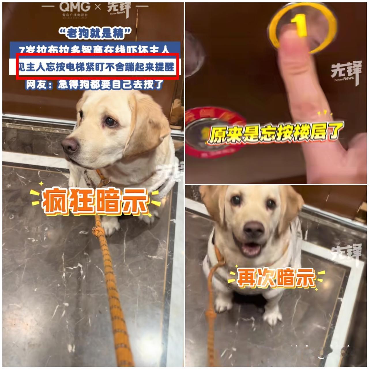 老狗就是精！重庆女子带狗狗坐电梯，狗狗反常举动把主人吓一跳，真相出来又暖又好