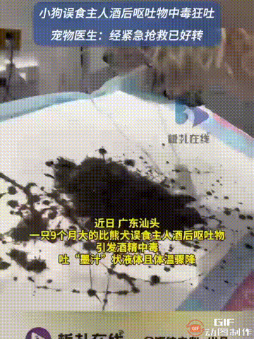 广东汕头一名男子养了一只比熊犬，已经9个月大了，谁料小狗趁他不注意时，居然误食了