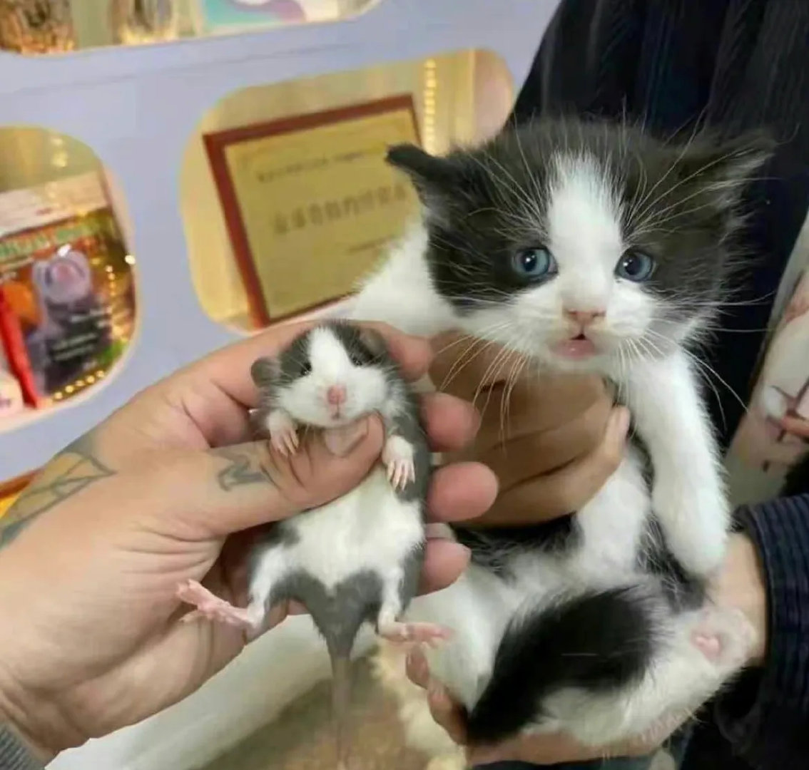 不能说十分相似，只能说一模一样！