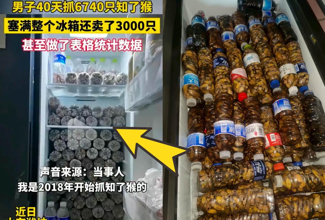 山东又出了个狠人！刚才刷视频，发现了一个狠人，山东维坊的。40天共抓了6000