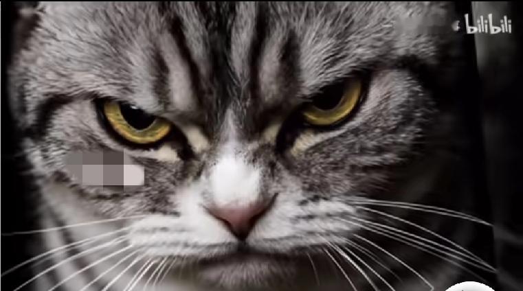 真的很难想象，我国的狸花猫，凶狠起来，竟然如此霸气侧漏！那眼神，锐利如出鞘的利