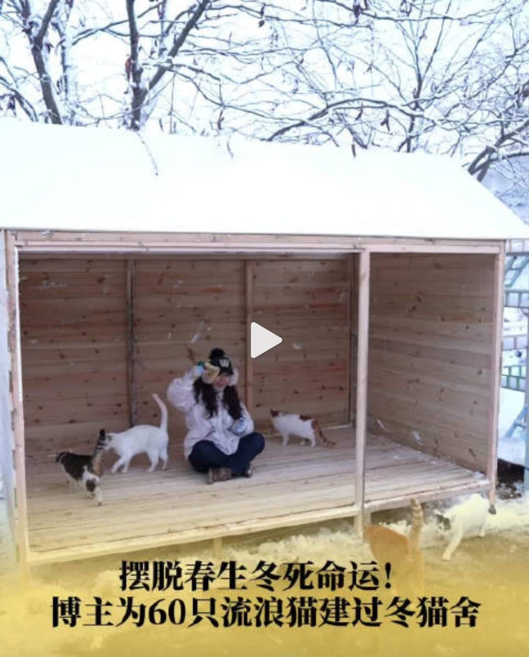 博主为60只流浪猫建过冬别墅刷到这个真的心都化了！博主亲手给60只流浪猫搭了过冬