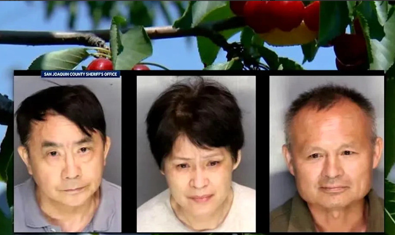 华人偷樱桃被抓，估计要坐牢了这事儿真是让人跌破眼镜！三个