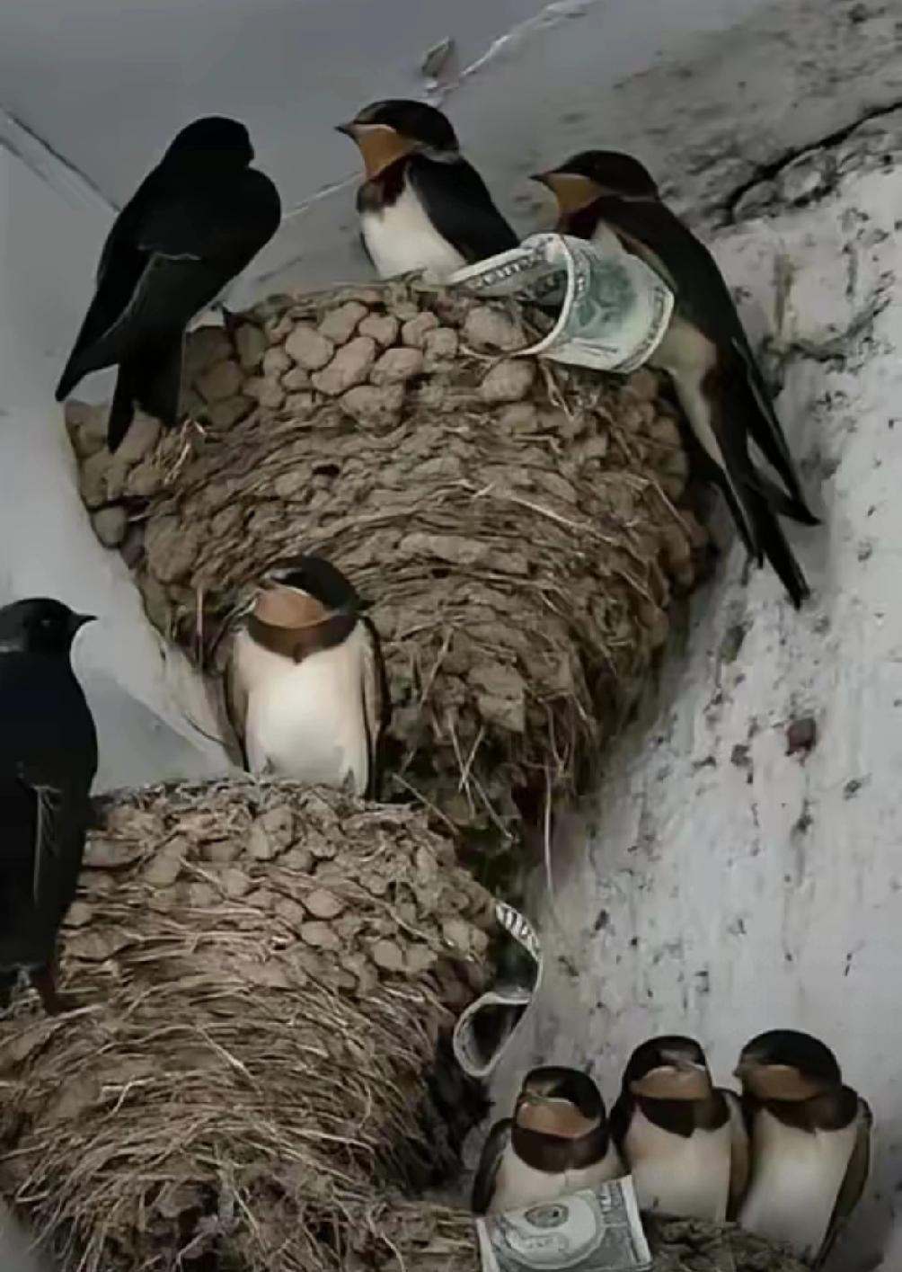 富贵人家从不筑燕子窝，老祖宗早讲清其中玄机：若家中出现燕子，实则是在提醒你这2件