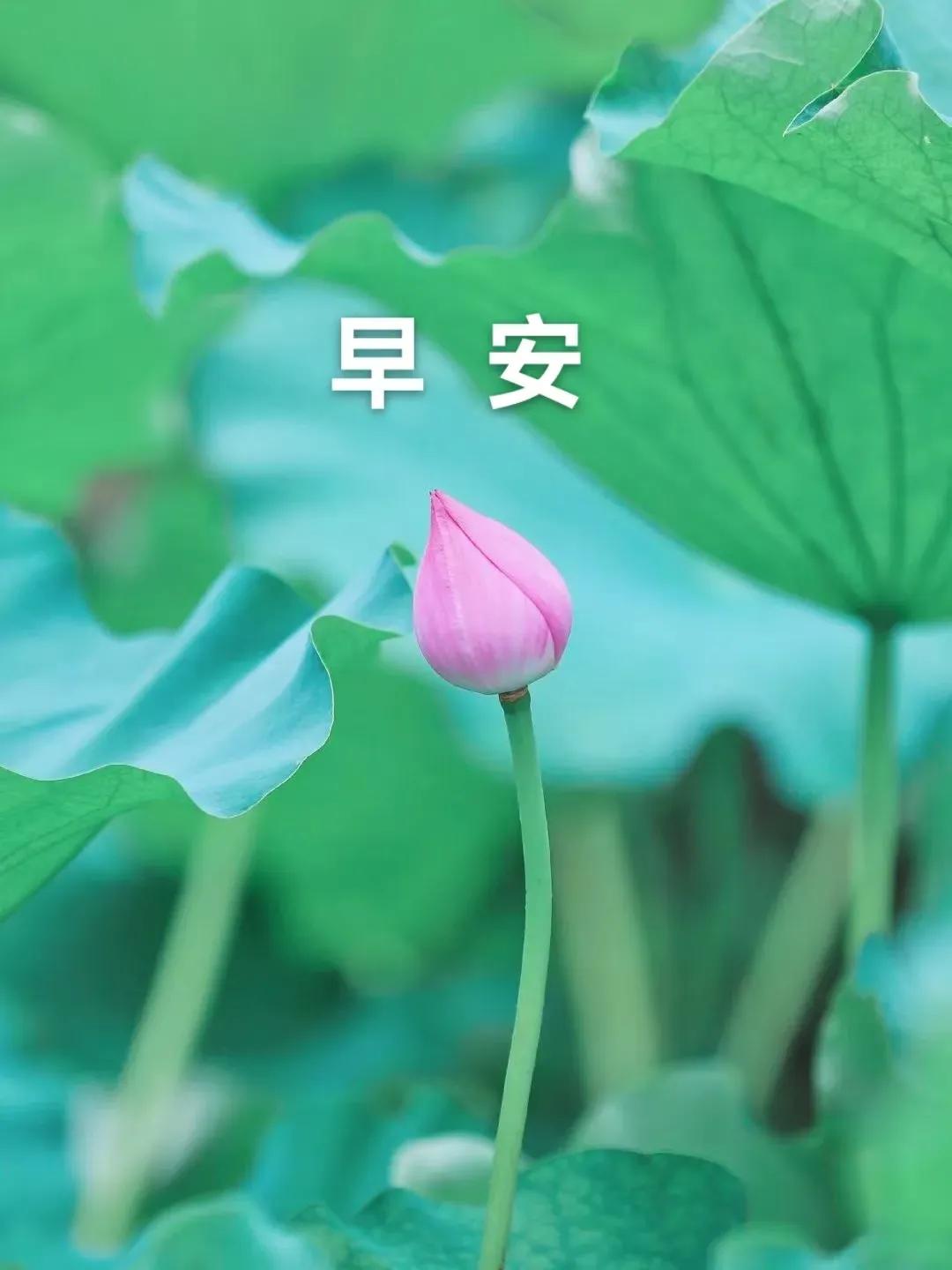 清晨是新的啟航，人生要充滿陽光，身體要保證健康，心態要快樂舒暢，每天都平