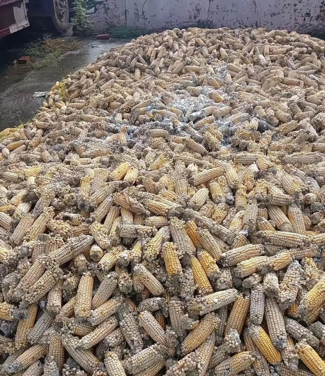 华北黄淮区域的雨，是一天都不歇着啊，国庆回家七天，下了七天，正赶上秋收，这玉米抢