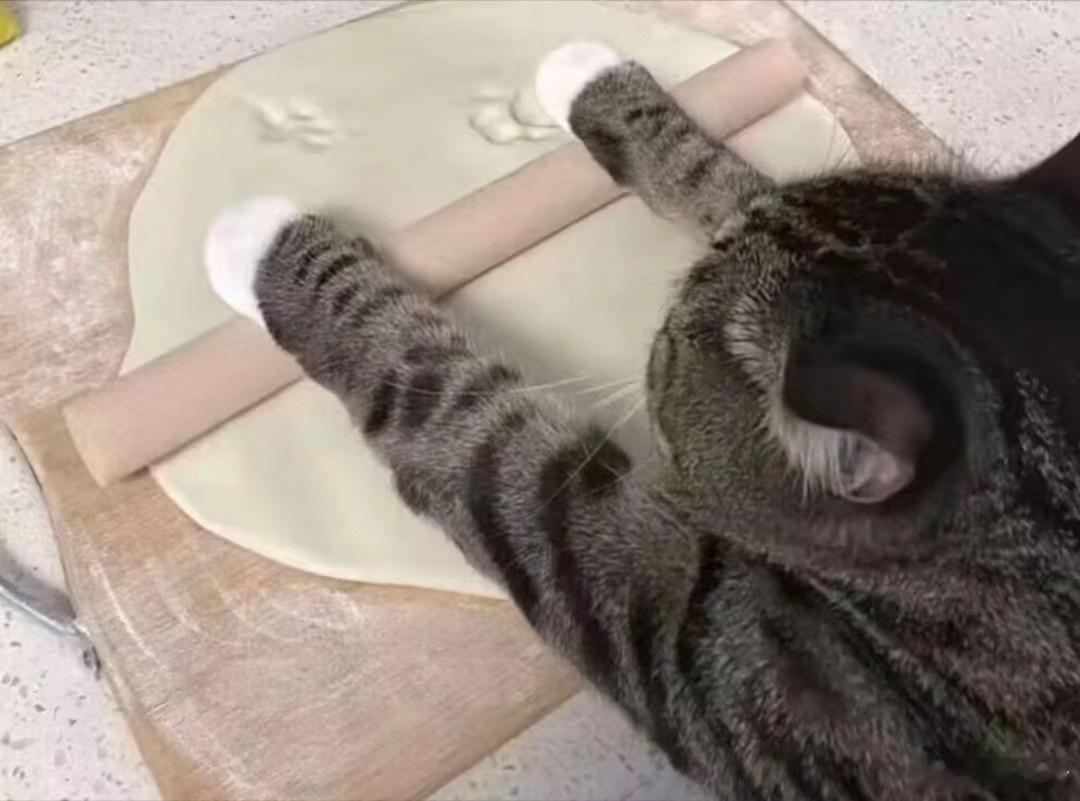 人，你等着，猫现在就做饭给你吃，绝对不会让你白养猫一场