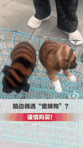 “260元买只‘蜜蜂狗’？”江苏淮安，女子路边见两只黄黑条纹小狗蹲笼顶，问价26