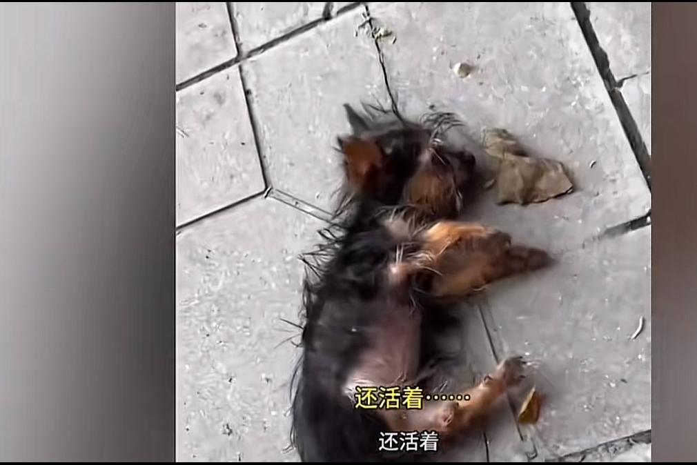 女孩救了一条快断气的潦草小狗，医生却说这狗可不便宜宠物医院账单够她三个月生活