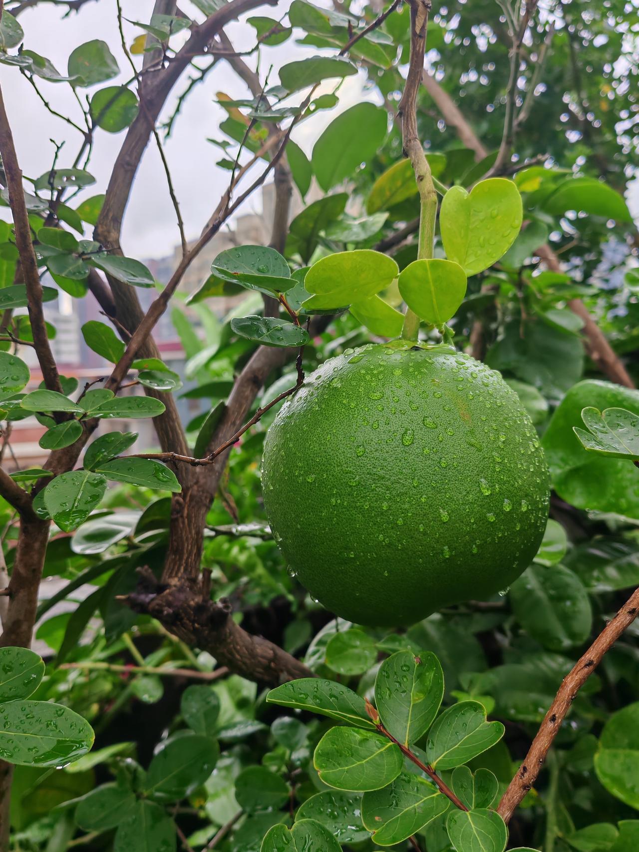 这棵柚子树我种在楼顶的大花盆里，从小苗直到能开花结果，已经好几年了。春天时花开得