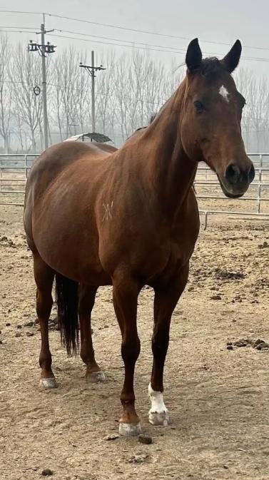 中国每年有470万匹马被屠宰，可是在国内几乎看不到有人吃马肉，这些马肉都去哪了？