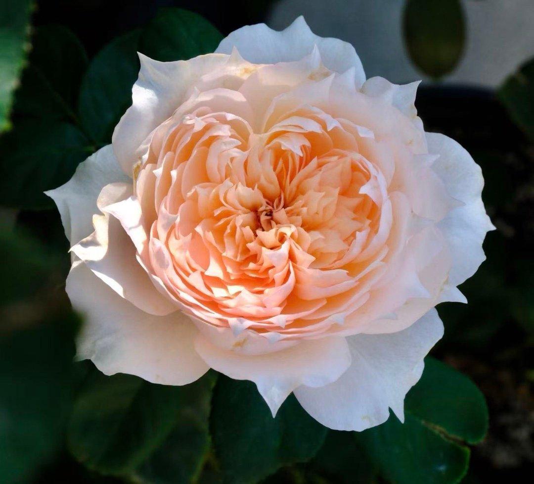 乖妈的🌹和吉哥乖妈拍摄