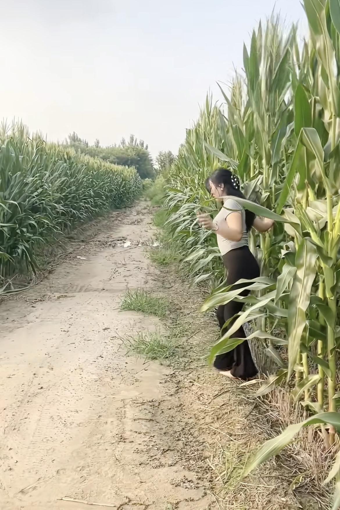 玉米地 田间地头走一走