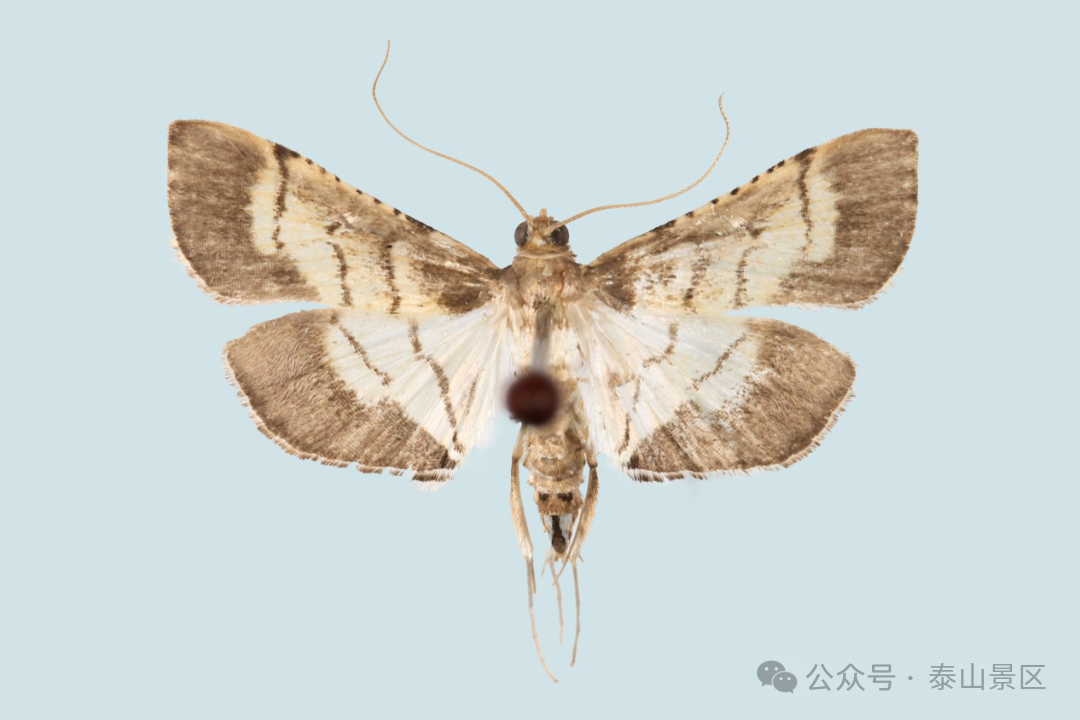 泰山发现山东新记录昆虫——泰山纵卷叶野螟, 长这样!