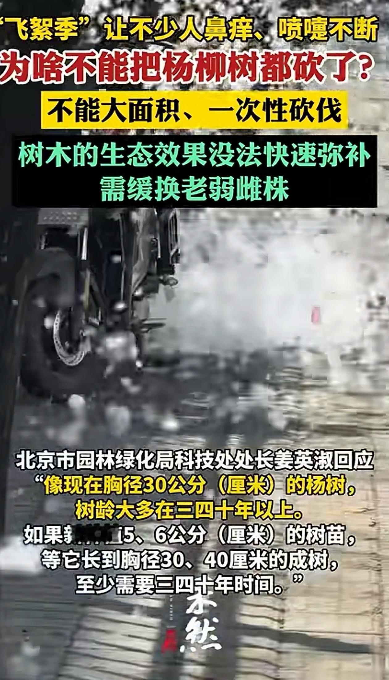 长知识了！北京，柳絮到处飞，有人干脆提建议，要把这些柳树、杨树全都砍掉，但专家听