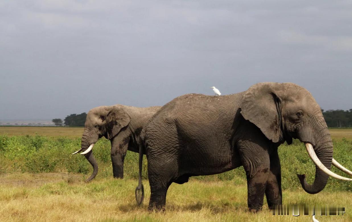 【一名美国富豪在非洲猎杀羚羊时被大象踩死】当地时间2026年4月24日，英国《