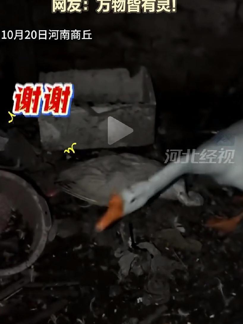 相依为命十几年的大白鹅离世，同伴守护三天不让主人靠近，主人的一句话竟让它点头致谢