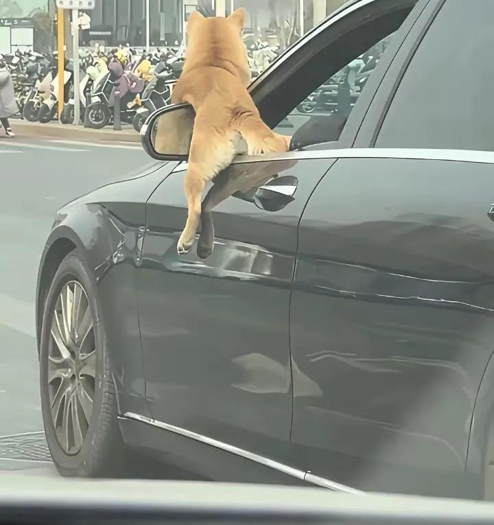 这种情况属于交通违规吗？我们在驾校学习时候可没有这个现象，宠物狗在车里突然出现这