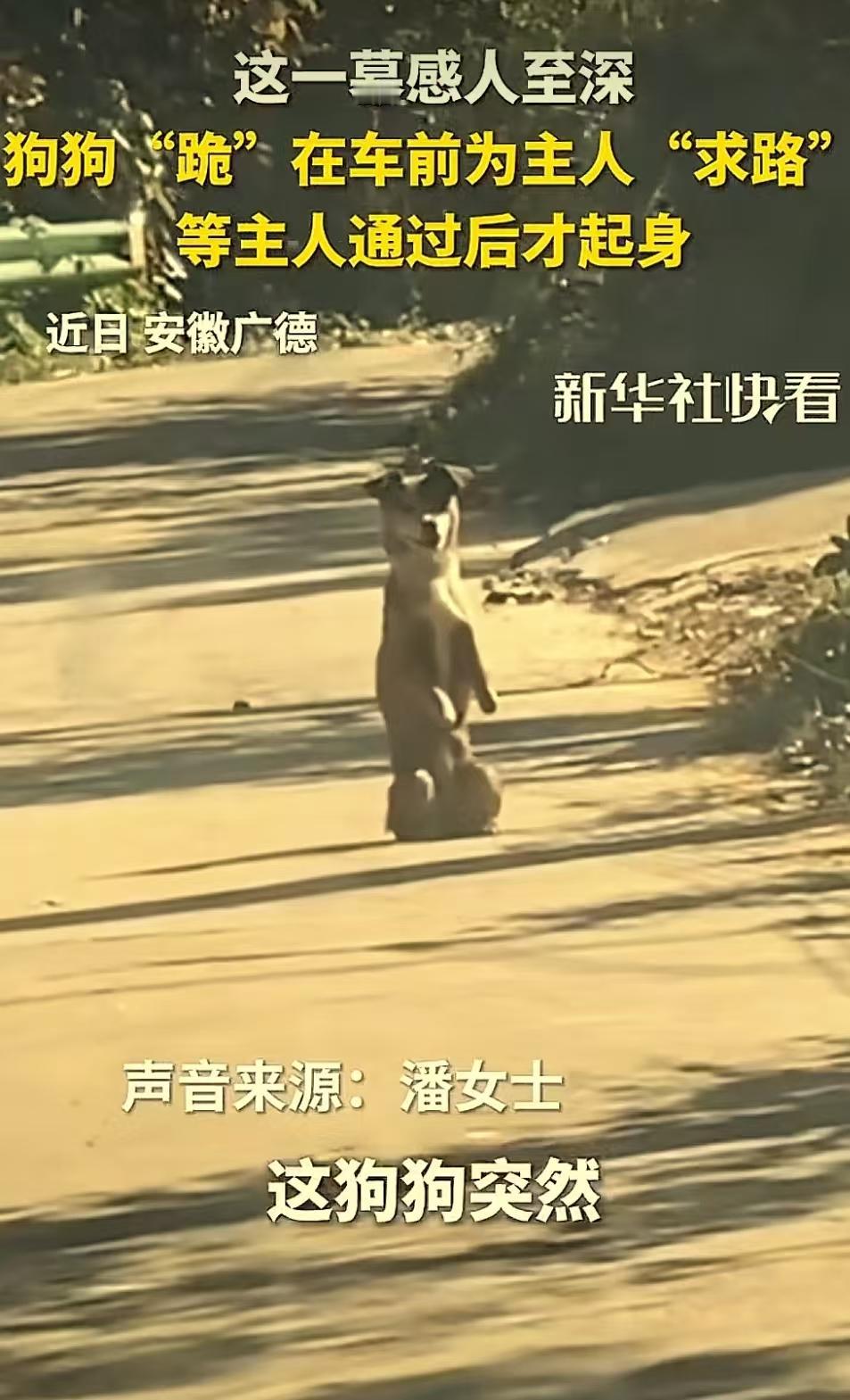 “这狗也太有灵性了吧！”安徽广德，女子和老公开车路过一条乡村山路，突然一条狗跪在