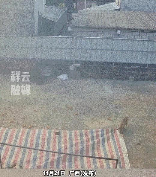 万万没有想到，广西，一狗主人这天早上睡了个赖觉，起床时太阳已经晒到了院子，此时狗