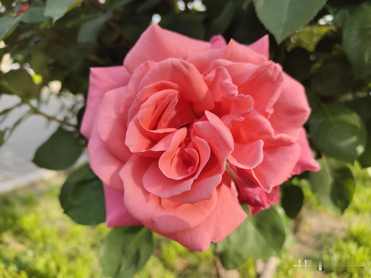 春日生活打卡季月季花盛开的季节来啦，月季花是春末夏初最好看的花朵，花色五颜六色，