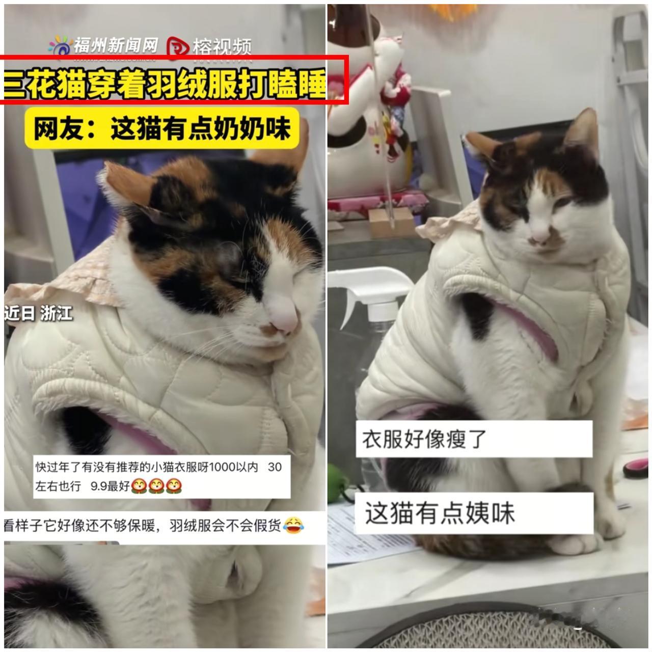 太可爱了！打工人上班摸鱼见多了，见着猫咪穿成粽子在公司桌上打盹的还是头一回！