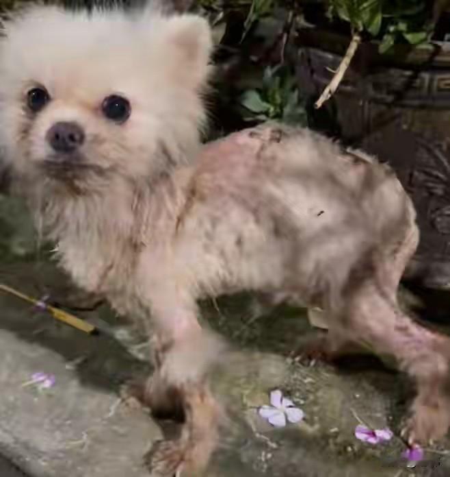 太可怜了，这天一位小姐姐去夜跑，当她跑到一个停车场的时候，看到有一只得了皮肤病的