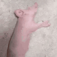 发的视频一条都不给我推了我sizhdhdxjchdj