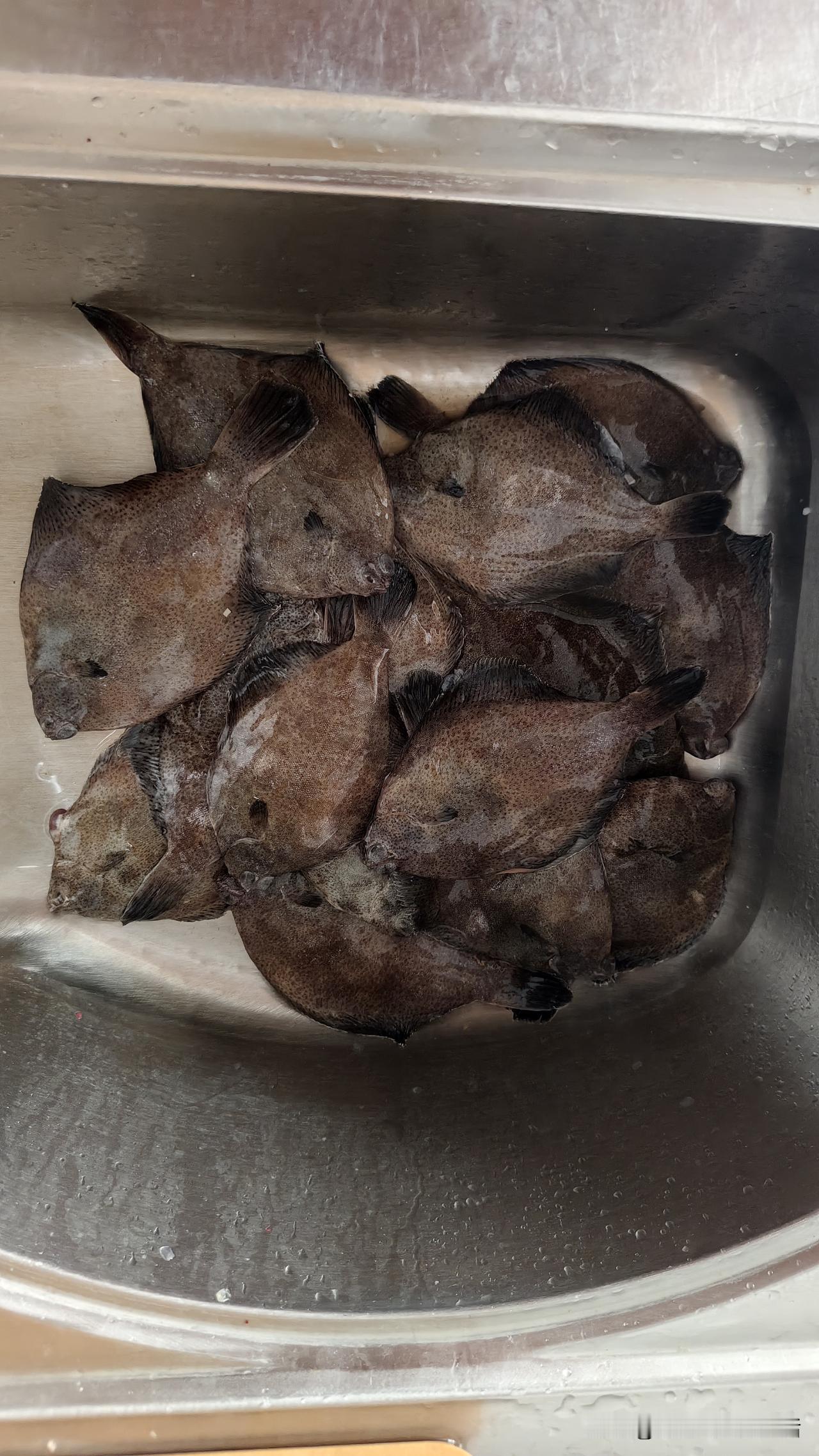 今天早上老公去青岛海泊河早市买了鼓眼鱼，他就喜欢去买，已经买了好几次了，我觉得鼓