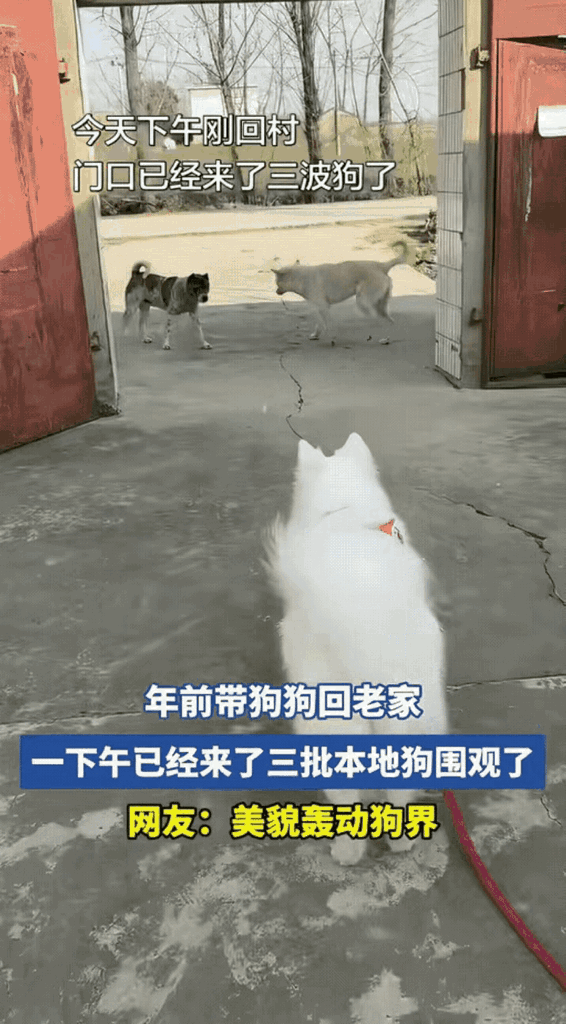 笑不活了！”安徽，一女子带狗狗回老家过年，不料，因狗狗长得太漂亮导致村里其他狗狗