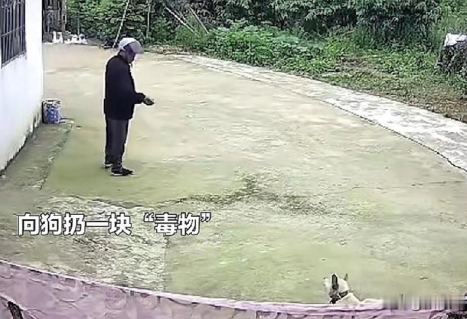 又一只狗子没了。偷狗贼真是越来越嚣张，家门口有监控他也敢下手。这家人出去赶集