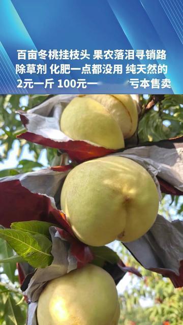 城里6块一斤抢的冬桃，农村2块一斤没人要！河南汝州果农蹲在桃树下抹眼泪，