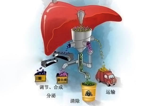 肝脏毒素过多, 男人1地方变黑, 女人1地方变大, 坚持4点清毒素