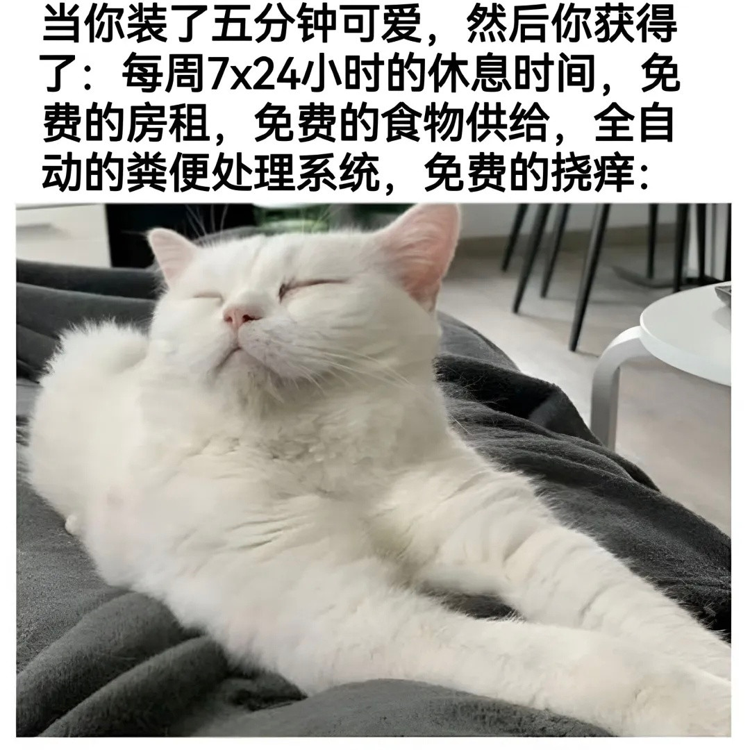 装模作样五分钟，荣华富贵十五年memes