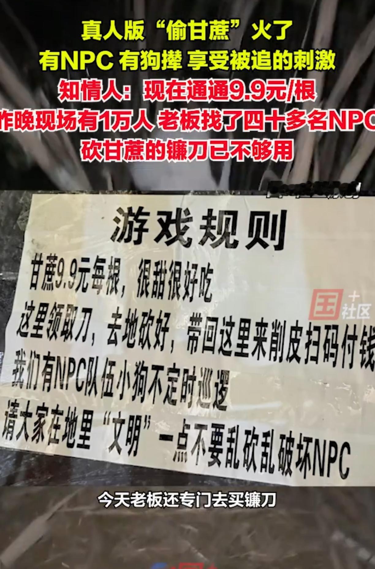 眉山“偷甘蔗”爆火：这哪是偷东西，是成年人的解压狂欢啊！朋友们，最近四川眉