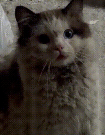 一女孩发现曾偶遇的流浪猫，悄悄住在自家车库3个多月