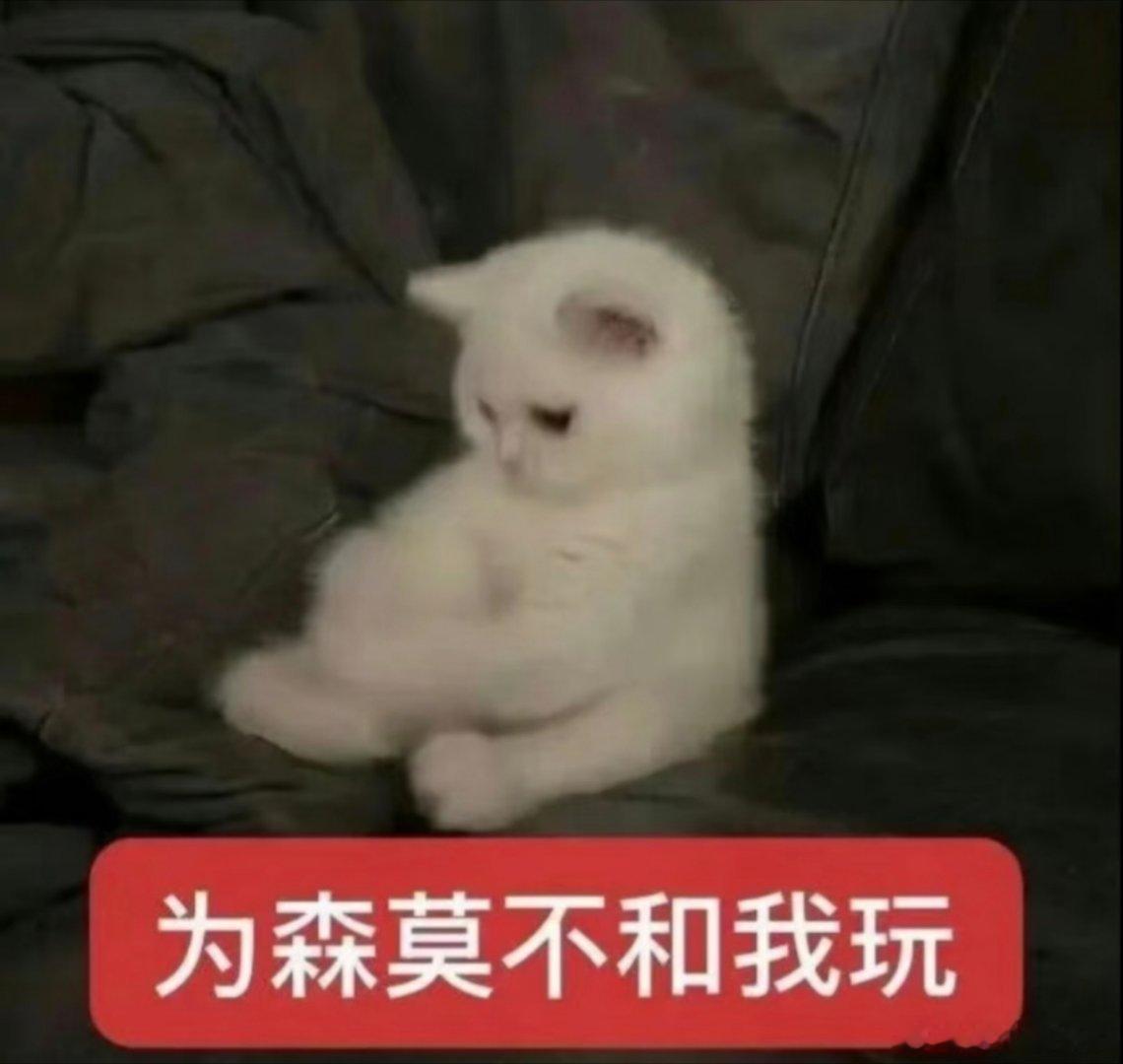 猫咪表情包。