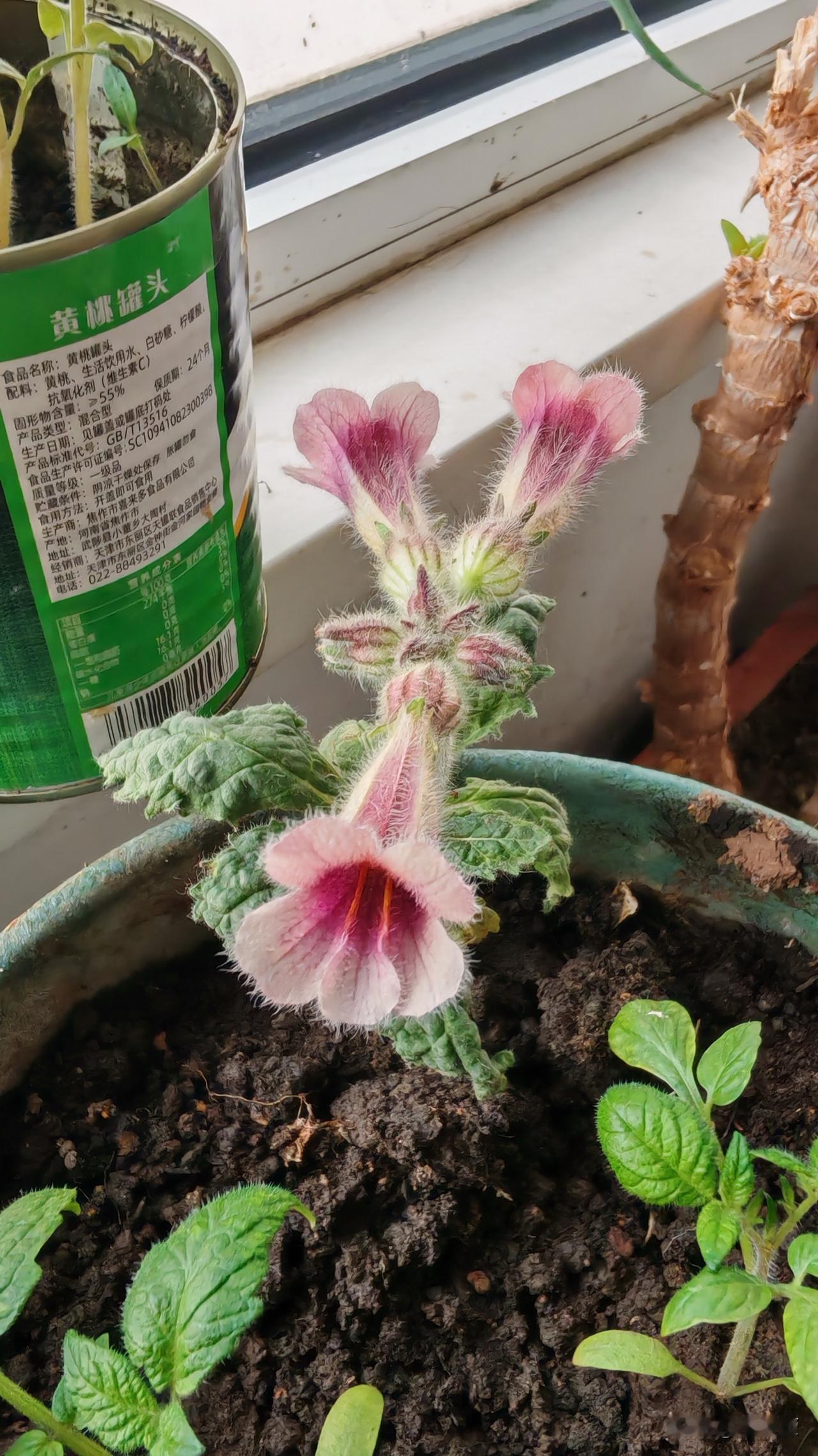 这是什么花？上次去公园碰到一个没有见过的植物，出于好奇我把我挖回家，当时它并