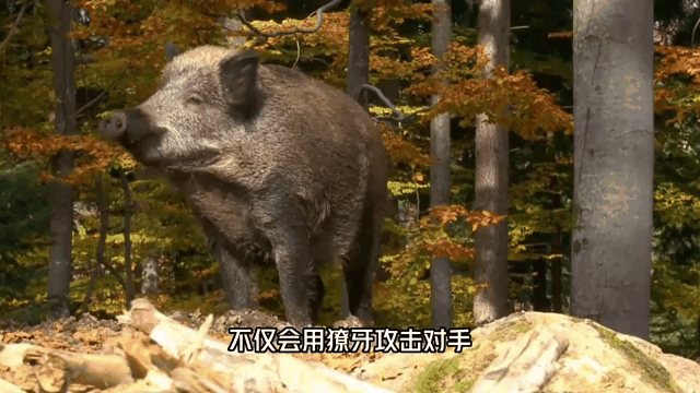 每天一条冷知识野猪的烟碱乙酰胆碱受体发生了突变，因此对于蛇毒也有一定的抵抗能力