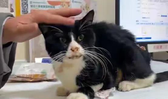 2025年1月28日，一男子带着1只奶牛猫来到江西寺庙，请求僧人收养它，谁料，第