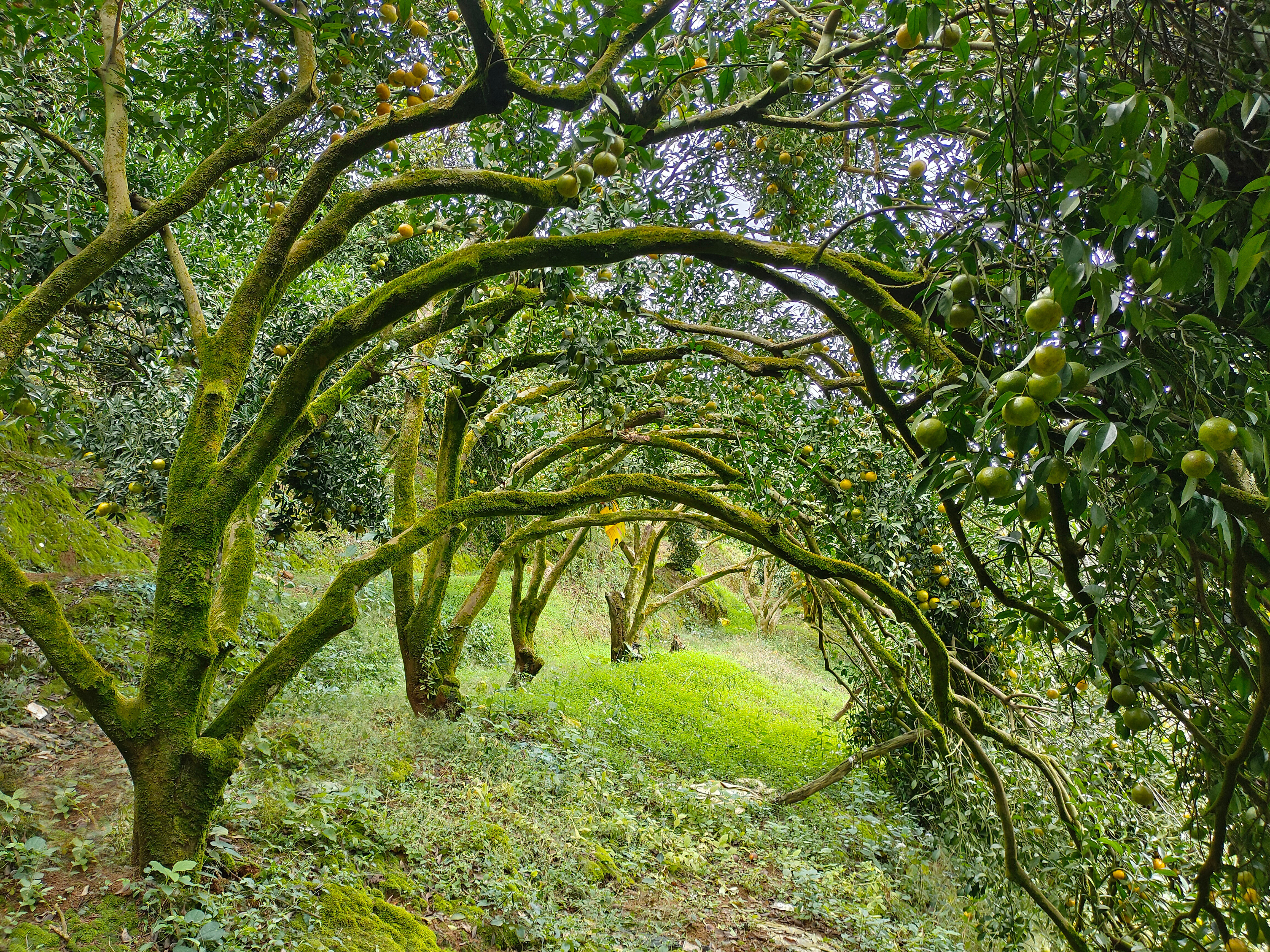 浦北陈皮老树富硒浦北陈皮探秘：一片果皮的香甜之旅冬至刚过，在广西浦北当地向导