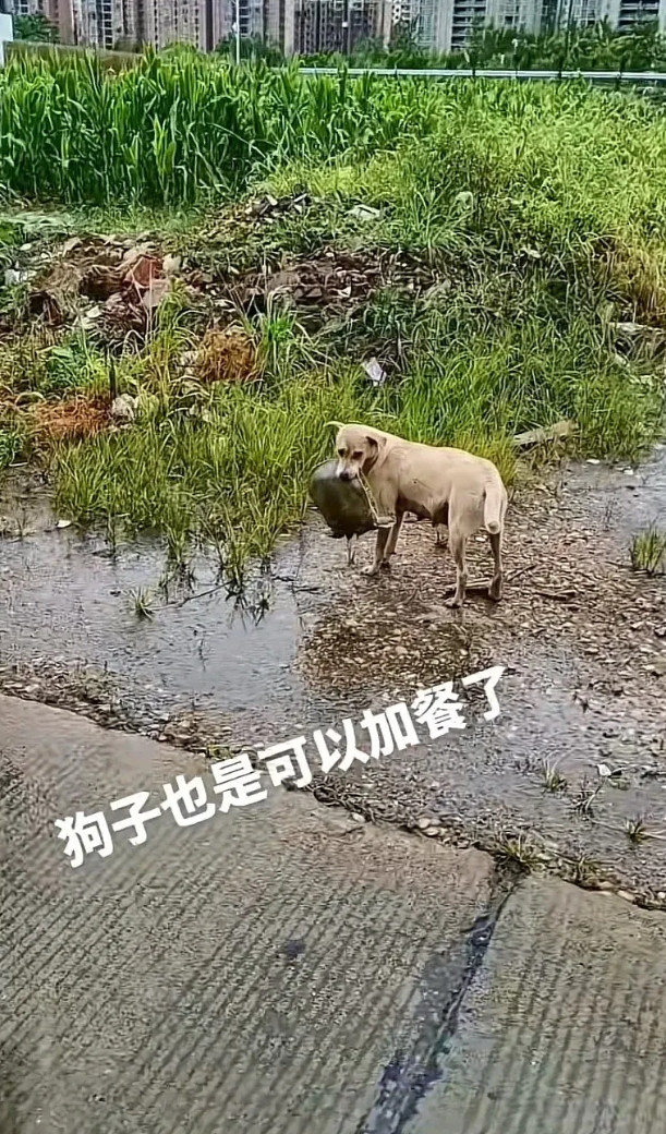 狗子:没有十斤骨头，休想占我便宜。[哈哈笑][哈哈笑][哈哈笑]