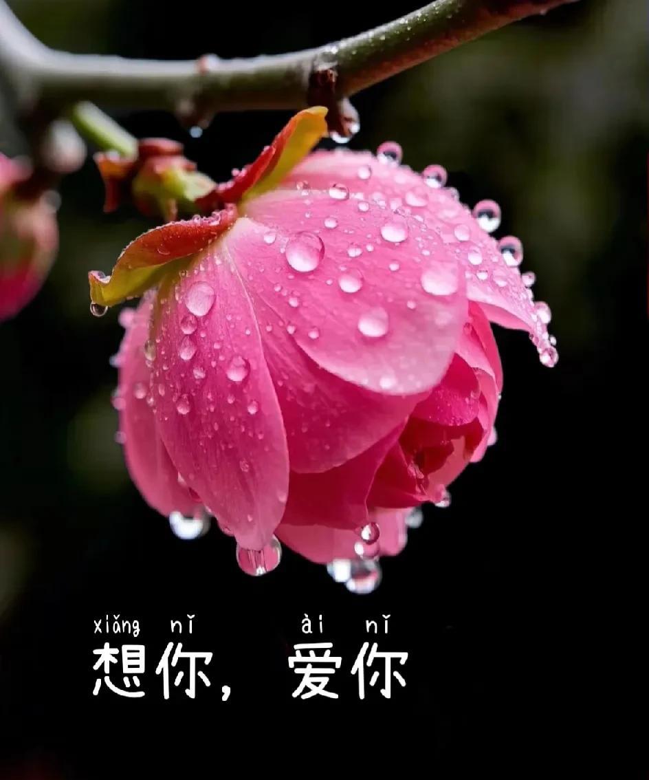 你是我最渴望想见的人也是我心头最深的牵挂所遇万千风景皆不及你好红尘滚