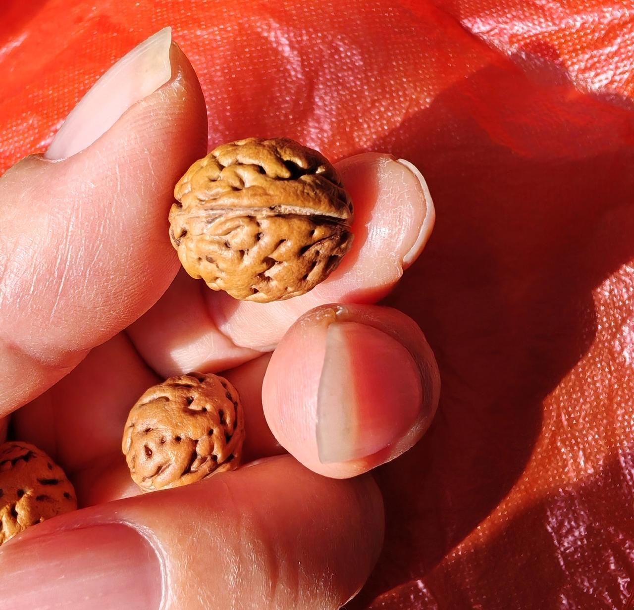 真漂亮呀！这种小桃核脊背的花纹真是好看极了！一般的桃核脊背缝隙明显，而这种呢，