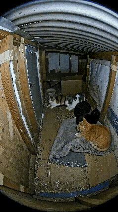 动物也有主动奉献和牺牲精神，这真是太震撼了，如果没有这段监控视频的话，我们都有点